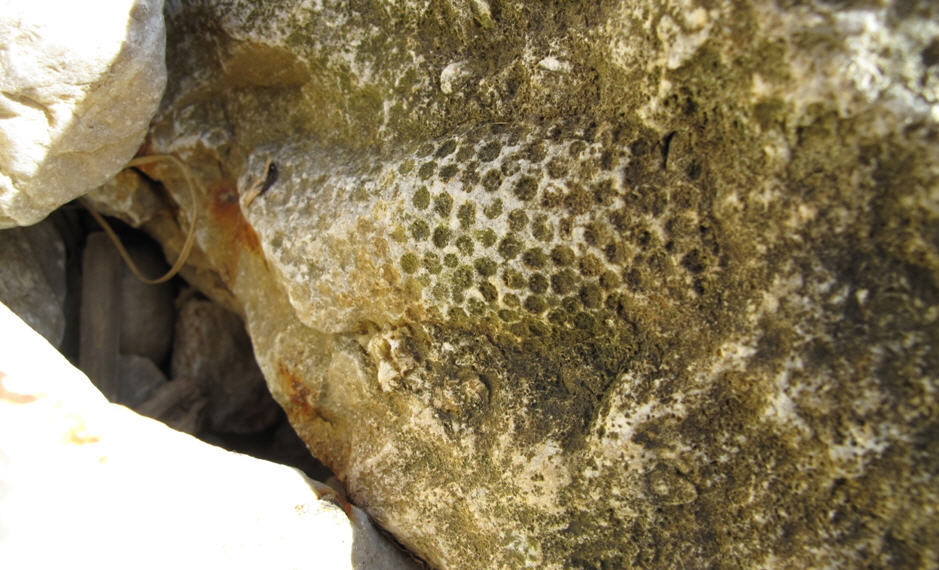 Bivalvi Megalodontidi?